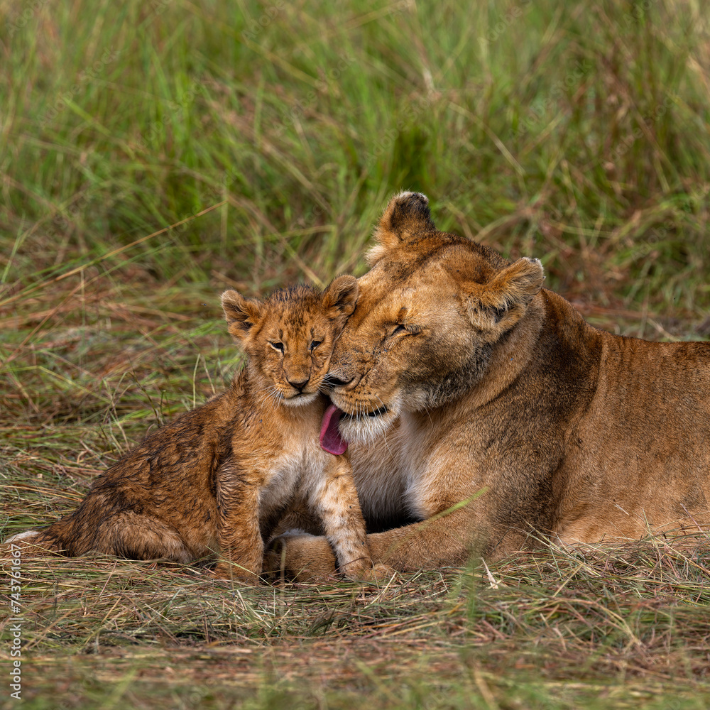 group of lions in maasai mara, Kenya group of lions in maasai mara, Kenya