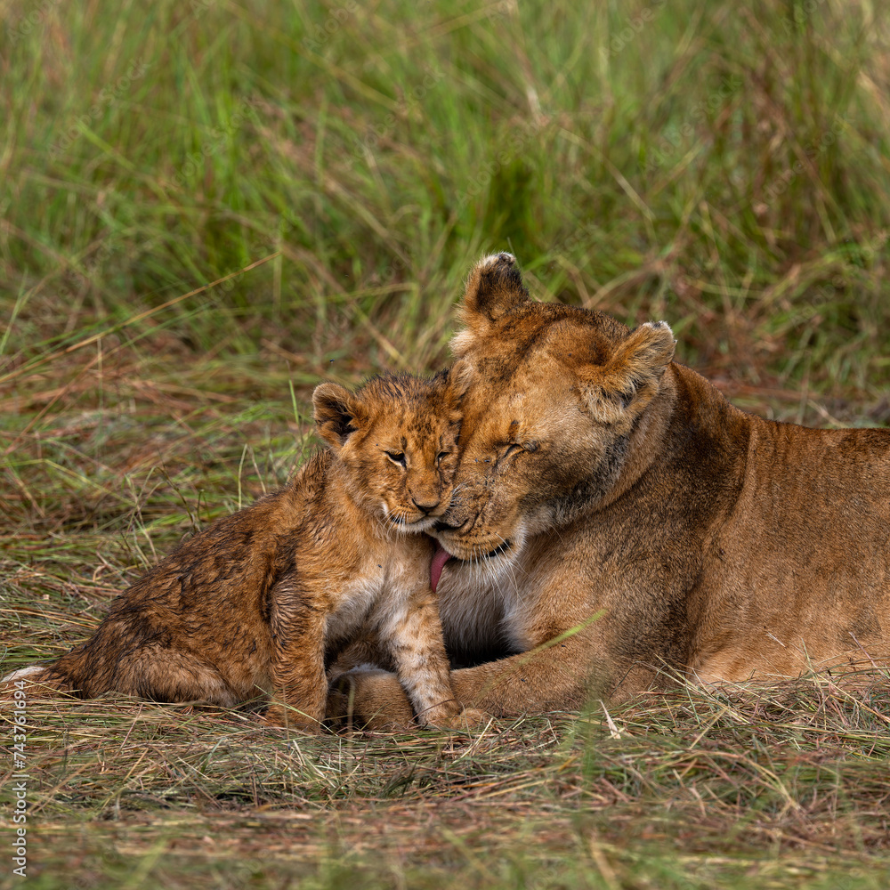 group of lions in maasai mara, Kenya group of lions in maasai mara, Kenya