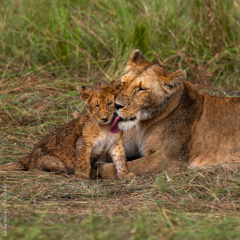 Fototapeta premium group of lions in maasai mara, Kenya