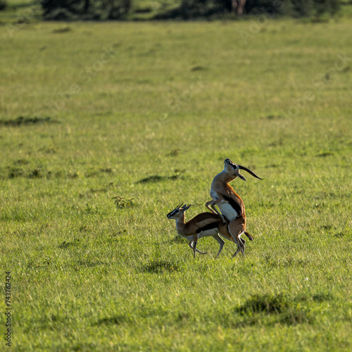 mating pair of gazzelle photo