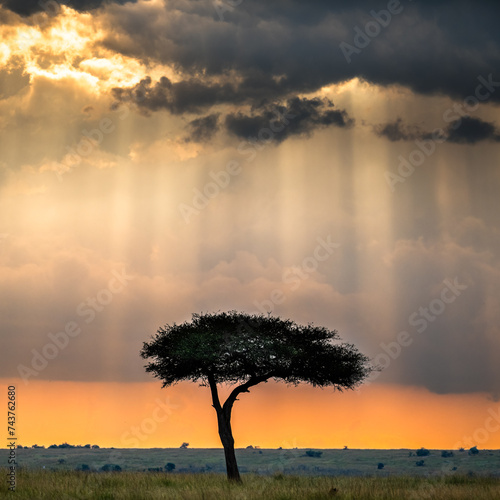 lone tree during beautiful sunshine in Kenya savanna