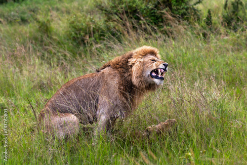 mating pair of lions in a honeymoon
