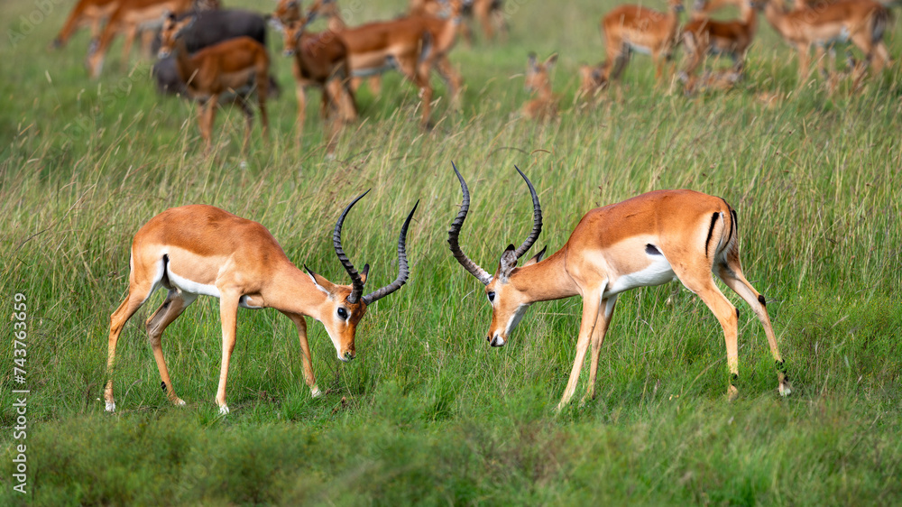 a fight between male impala antelopes in wild a fight between male impala antelopes in wild