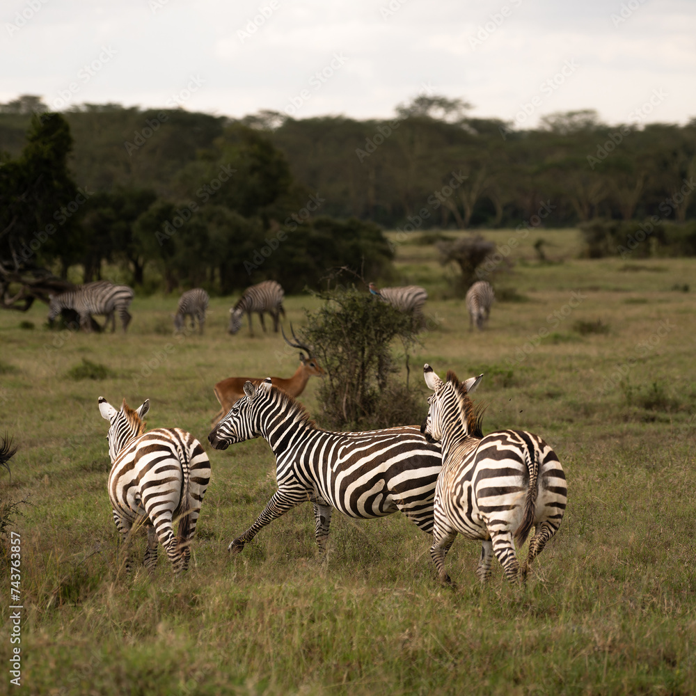 zebras in national parks, Kenya zebras in national parks, Kenya
