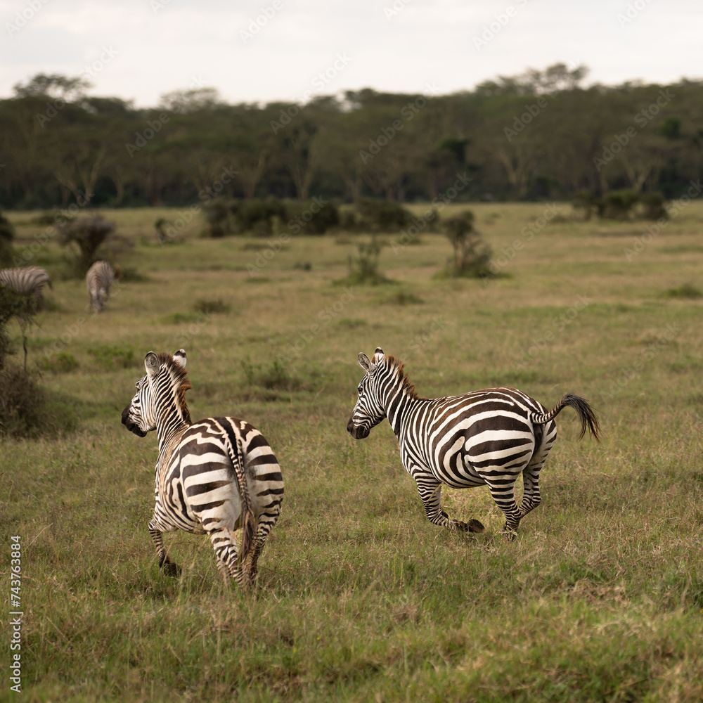 Obraz premium zebras in national parks, Kenya