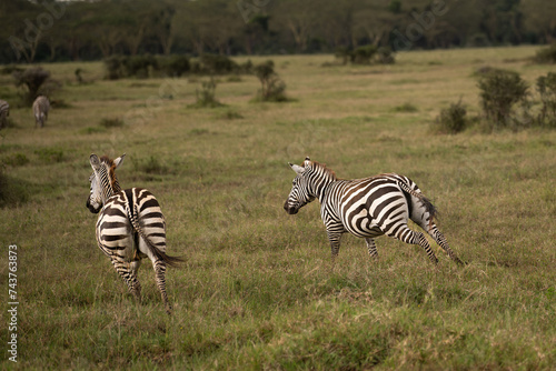 zebras in national parks  Kenya