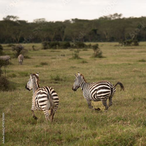 zebras in national parks  Kenya