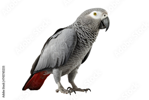 Exquisite African Grey Parrot Cutout on Transparent Background
