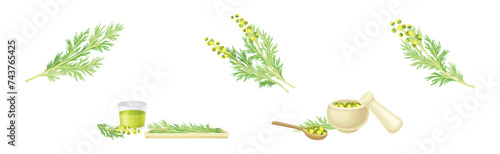 Wormwood or Southernwood Plant Extract and Herb Vector Set photo