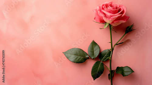 pink rose