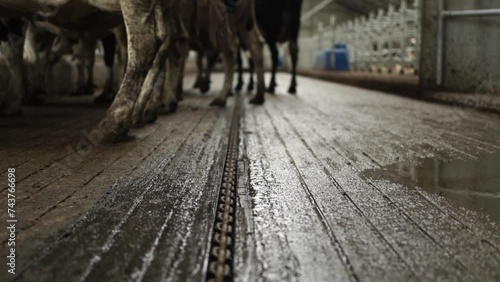 manure scraper for cows on dairy farm photo