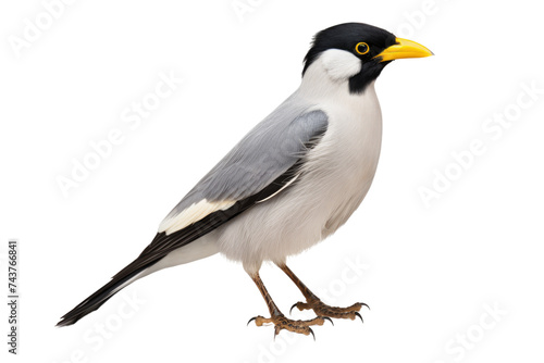 Exquisite Bali Myna Isolated on Transparent Background photo