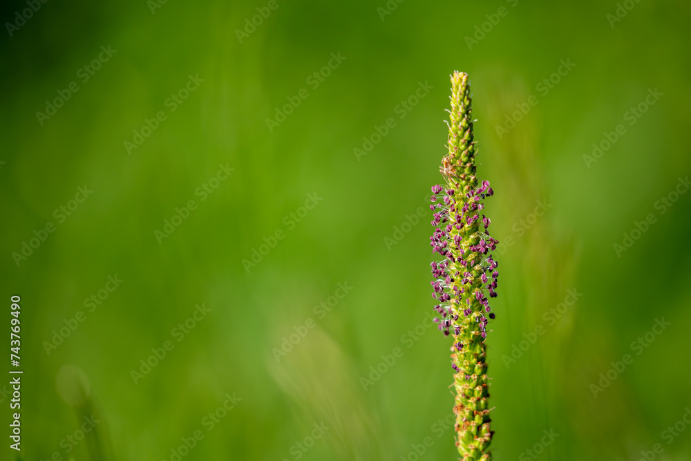 broad plantain flowers on a meadow broad plantain flowers on a meadow