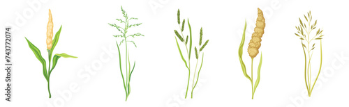 Grass Cereal Crops and Agricultural Plant Vector Set