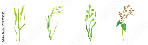 Grass Cereal Crops and Agricultural Plant Vector Set