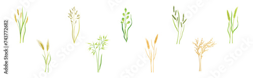 Grass Cereal Crops and Agricultural Plant Vector Set