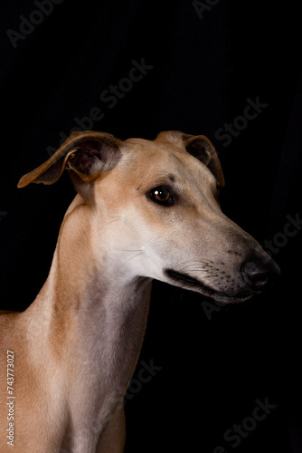 galgo fondo negro