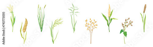 Grass Cereal Crops and Agricultural Plant Vector Set