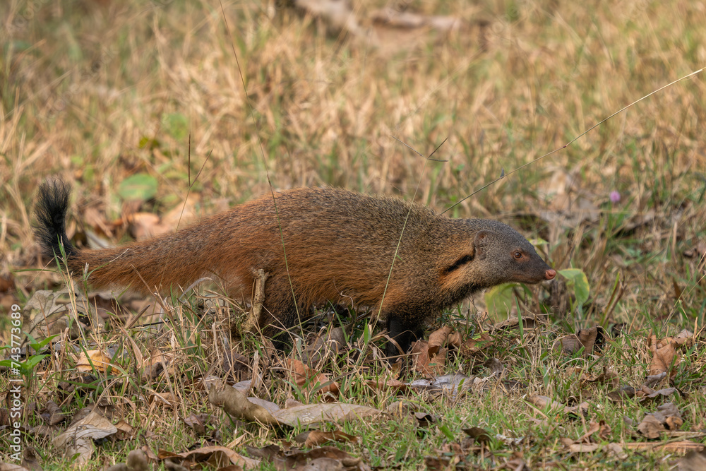 Striped-necked Mongoose - Herpestes Vitticollis, Beautiful Colored Shy 