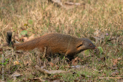Striped-necked Mongoose - Herpestes vitticollis, beautiful colored shy mongoose from South Asian forests and woodlands, Nagarahole Tiger Reserve, India. photo