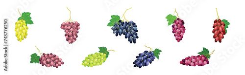 Ripe Grape Cluster and Bunch with Fruit on Stem Vector Set