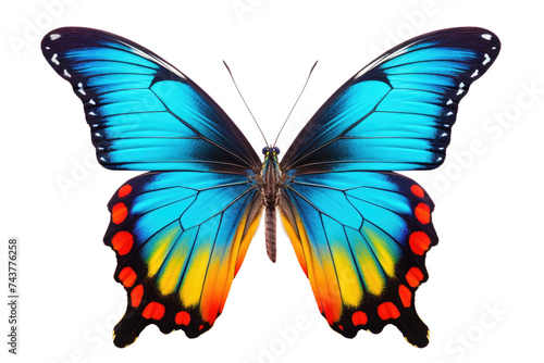 Beautiful Butterfly Isolated on Transparent Background
