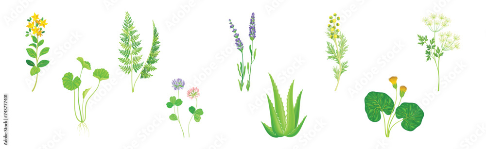 Naklejka premium Medical Herbs with Flowering Plant on Stem Vector Set