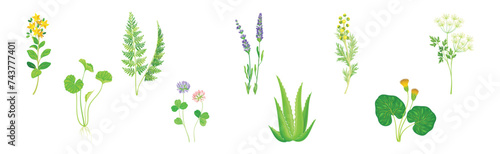 Medical Herbs with Flowering Plant on Stem Vector Set