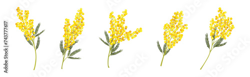 Mimosa with Yellow Racemose Inflorescences Vector Set photo