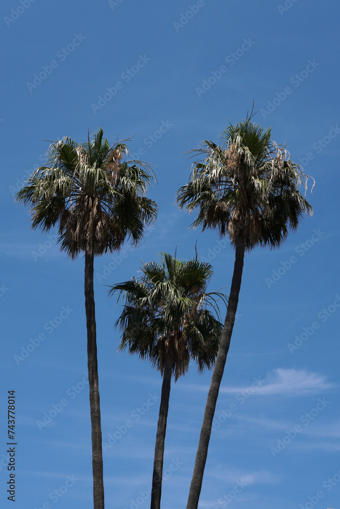 Palm trees on the sky. Sunny weather with a bright blue sky. Alcudia, Majorca. 