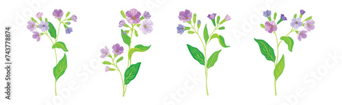 Lungwort or Pulmonaria Flowering Plant with Violet Inflorescence Vector Set