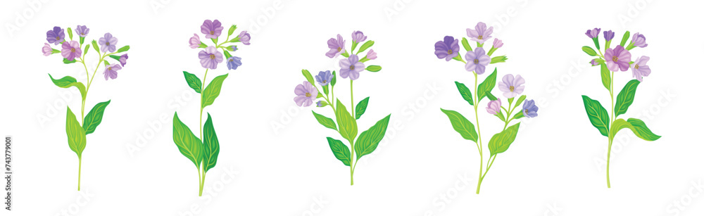 Lungwort or Pulmonaria Flowering Plant with Violet Inflorescence Vector Set Lungwort or Pulmonaria Flowering Plant with Violet Inflorescence Vector Set
