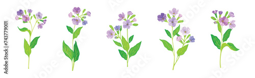 Lungwort or Pulmonaria Flowering Plant with Violet Inflorescence Vector Set