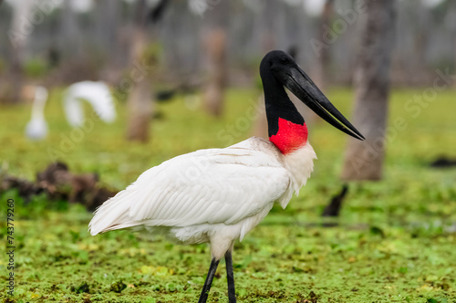 Jabiru Stork, in wetland environment, La Estrella Marsh, Formosa Province, Argentina.