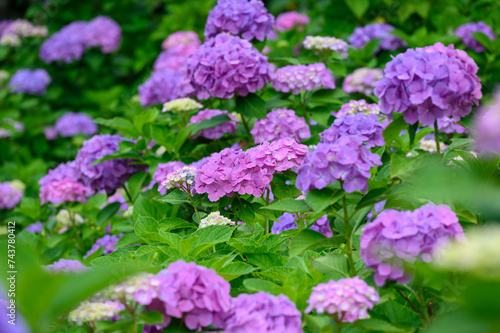 Fototapeta Naklejka Na Ścianę i Meble -  上磯ダム公園のカラフルな紫陽花