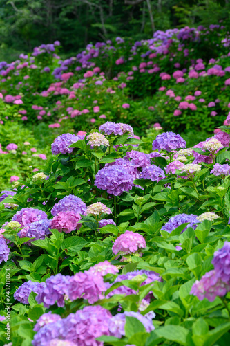 Fototapeta Naklejka Na Ścianę i Meble -  上磯ダム公園のカラフルな紫陽花