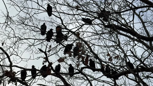 Detailed close-up of turkey vultures perching in a tree in slow motion photo