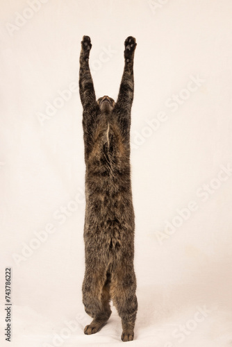 gato atigrado de pie