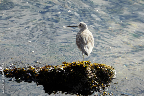 Common Greenshank photo