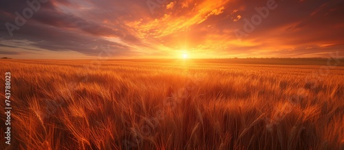 The sun is setting over a vast wheat field, casting a golden glow on the rustling wheat as the sky transitions into shades of orange and pink.