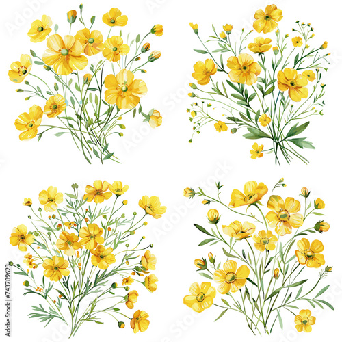 Set of watercolor Buttercup Flower isolated on white background