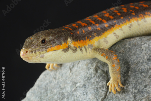 Portrait of a Schneider's Skink on a rock
