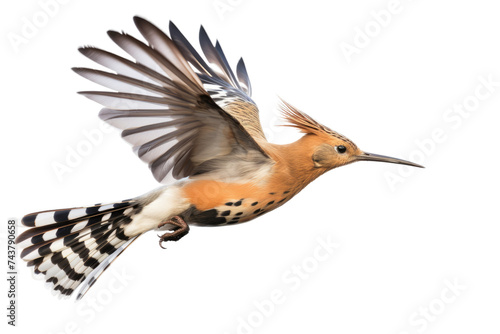 Magnificent Hoopoe Isolated on Transparent Background