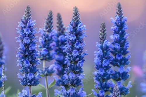 beautiful flowers in nature wallpaper professional photography