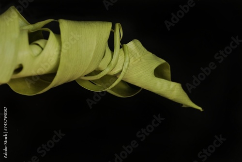 hoja costilla adan enrrollada