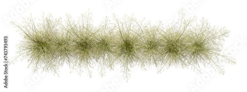 Top view long grass row perspective for landscape clipart on transparent backgrounds 3d rendering png