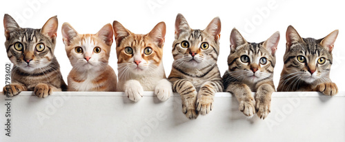 cats on ledge on a transparent background