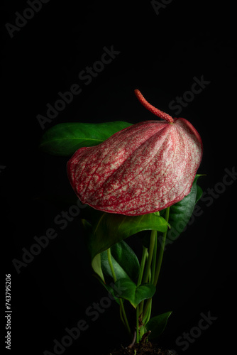 flor anturium roja fondo negro