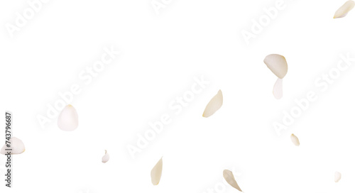 Fototapeta Naklejka Na Ścianę i Meble -  Falling white rose petals