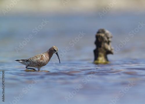 Canvas Print Piovanello comune - Curlew Sandpiper, (Calidris ferruginea)